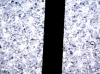 Still0002.png