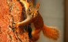 Animals___Rodents_____Red_squirrel_on_a_tree_074174_.jpg