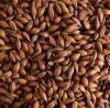 thomas-fawcett-and-sons-brown-malt-1-lb-256px-256px.jpg